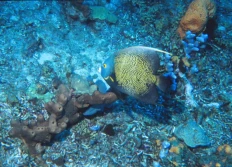 Test images
