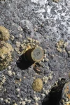 Poinçon