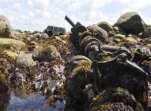 Basse-mer de vives eaux